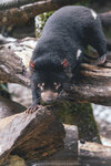 1-Tasmania-0371-IMG_0687
