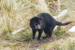 1-Tasmania-0374-IMG_0758