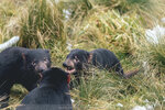 1-Tasmania-0375-IMG_0800