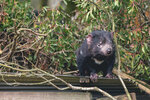 1-Tasmania-0376-IMG_0810