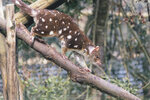 1-Tasmania-0379-IMG_0844