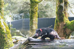 1-Tasmania-0380-IMG_0851