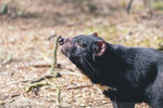 1-Tasmania-0382-IMG_0871