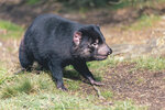 1-Tasmania-0383-IMG_0883