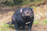 1-Tasmania-0384-IMG_0894