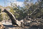 1-Tasmania-1162-P1820197