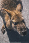 1-Tasmania-1187-P1820292