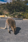 1-Tasmania-1188-P1820300
