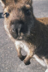 1-Tasmania-1189-P1820307