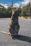 1-Tasmania-1193-P1820344