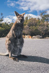 1-Tasmania-1195-P1820353
