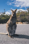 1-Tasmania-1197-P1820361