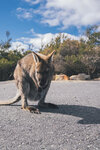 1-Tasmania-1198-P1820362