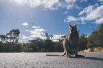 1-Tasmania-1201-P1820429