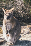 1-Tasmania-1228-P1820543