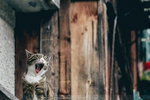 2-Hallstatt0166-IMG_4732