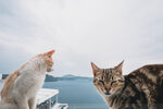 2019 Santorini-0260-P1190313