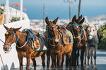 2019 Santorini-1184-DSC06231
