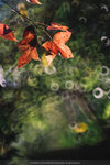20201229-033DSC00045