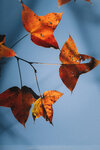 20201229-036DSC00055