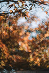 20201229-066DSC00133