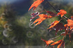 20201229-068DSC00137