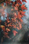 20201229-080DSC00165