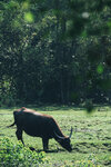 PuiO-0006