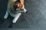 PuiO-0024