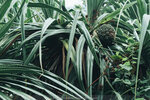PuiO-0084