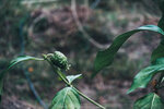 PuiO-0087