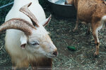 PuiO-0091