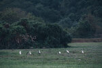 PuiO-0099
