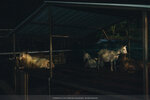 PuiO-0120