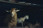 PuiO-0122