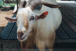 PuiO-0159