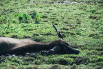 PuiO-0166