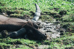 PuiO-0167