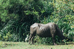 PuiO-0169