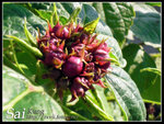 CIMG0445