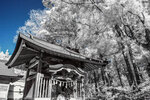 IR-0005-R0123887