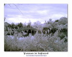 DSC03681