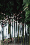 1-Hiroshima0049-IMG_1445