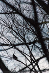 1-Hiroshima0099-IMG_1701