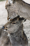 1-Hiroshima0179-IMG_2307