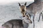 1-Hiroshima0180-IMG_2310