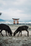 1-Hiroshima0226-P1490024