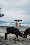 1-Hiroshima0227-P1490027