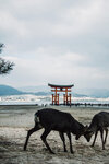 1-Hiroshima0228-P1490028