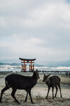 1-Hiroshima0229-P1490029